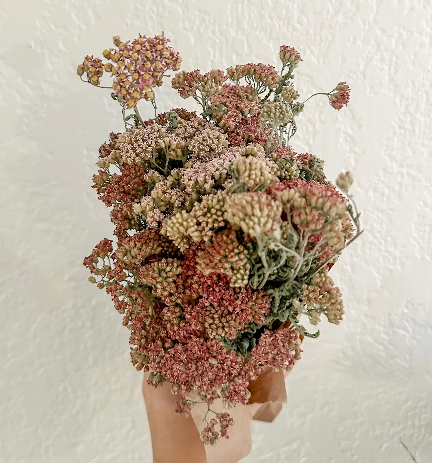 Dried Yarrow